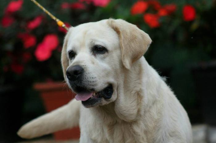 DogsIndia.com - Labrador Retriever - Apple Kennels - Karthikeyan
