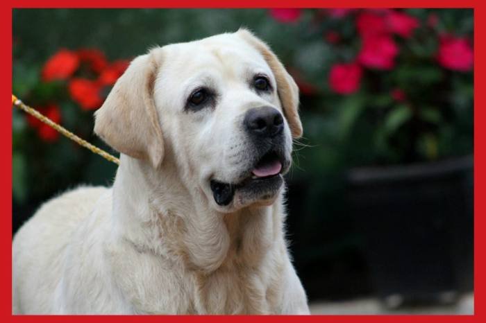 DogsIndia.com - Labrador Retriever - Apple Kennels - Karthikeyan