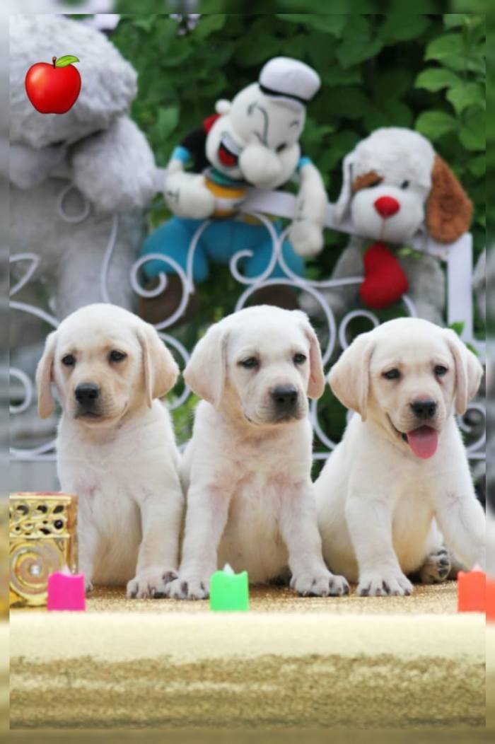 DogsIndia.com - Labrador Retriever - Apple Kennels - Karthikeyan