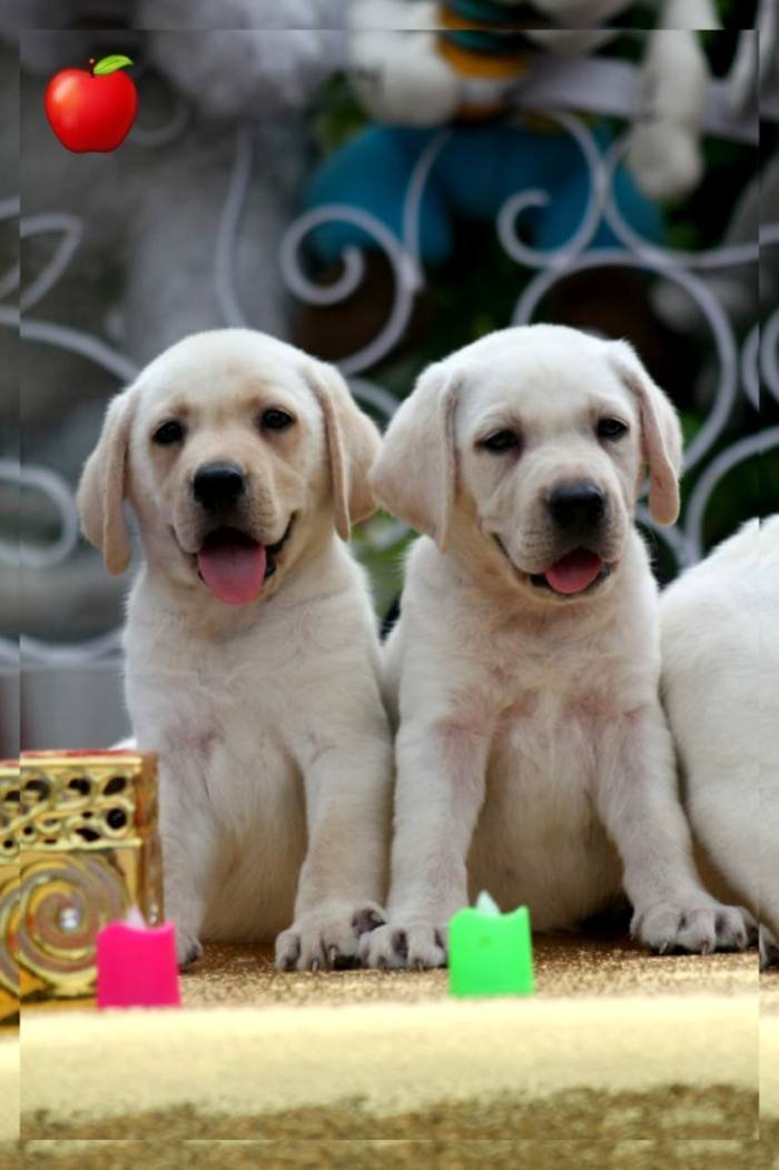 DogsIndia.com - Labrador Retriever - Apple Kennels - Karthikeyan