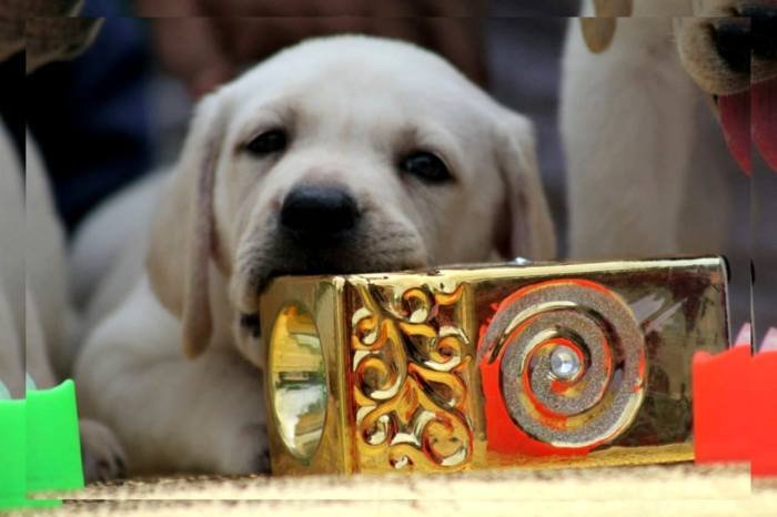 DogsIndia.com - Labrador Retriever - Apple Kennels - Karthikeyan