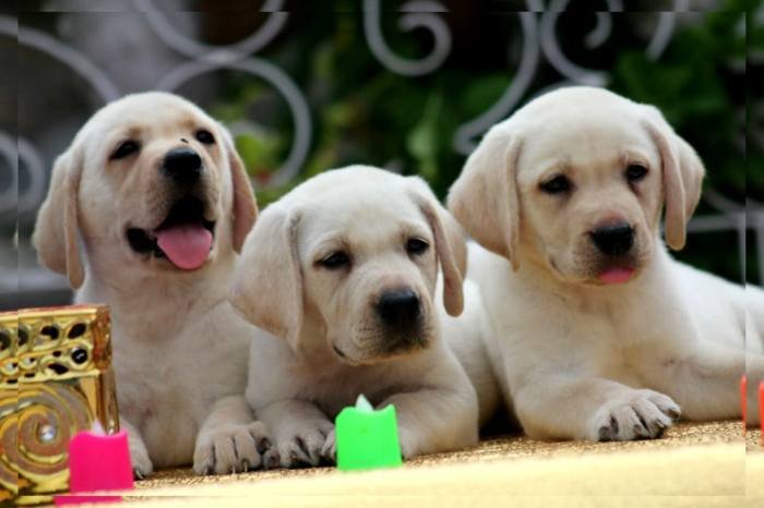 DogsIndia.com - Labrador Retriever - Apple Kennels - Karthikeyan