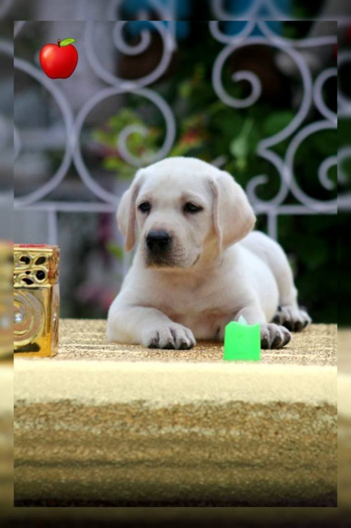 DogsIndia.com - Labrador Retriever - Apple Kennels - Karthikeyan
