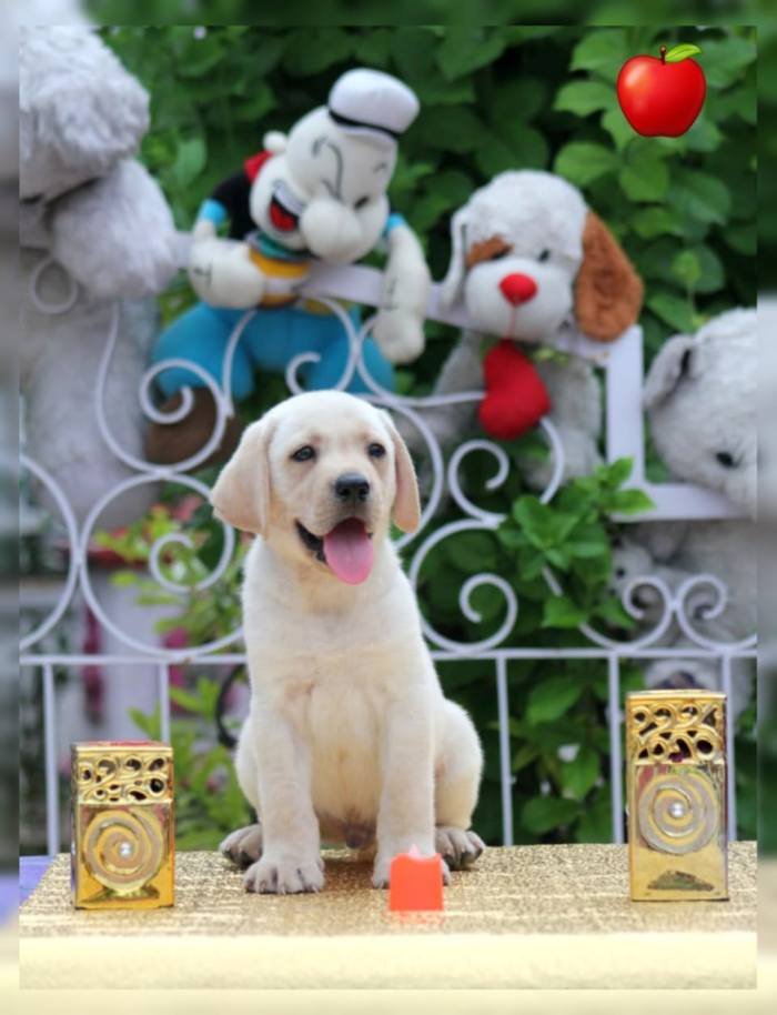 DogsIndia.com - Labrador Retriever - Apple Kennels - Karthikeyan
