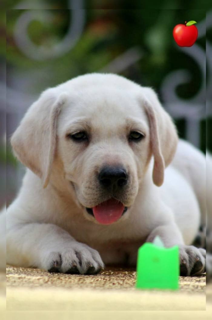 DogsIndia.com - Labrador Retriever - Apple Kennels - Karthikeyan