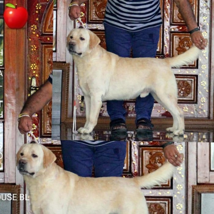 DogsIndia.com - Labrador Retriever - Apple Kennels - Karthikeyan