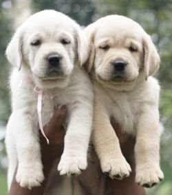 DogsIndia.com - Labrador Retriever - Apple Kennels - Karthikeyan