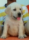 DogsIndia.com - Labrador Retriever - Apple Kennels