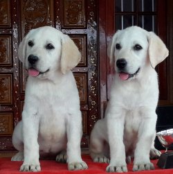 DogsIndia.com - Labrador Retriever - Apple Kennels