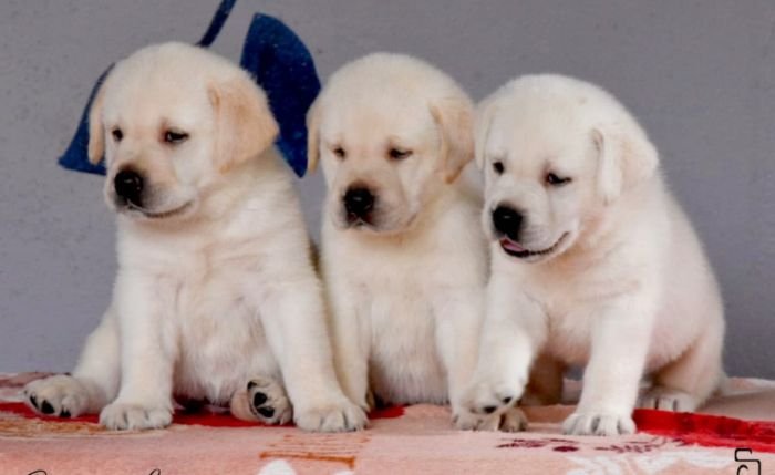DogsIndia.com - Labrador Retriever - Apple Kennels - Karthikeyan