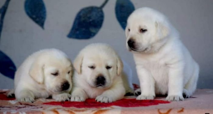 DogsIndia.com - Labrador Retriever - Apple Kennels - Karthikeyan