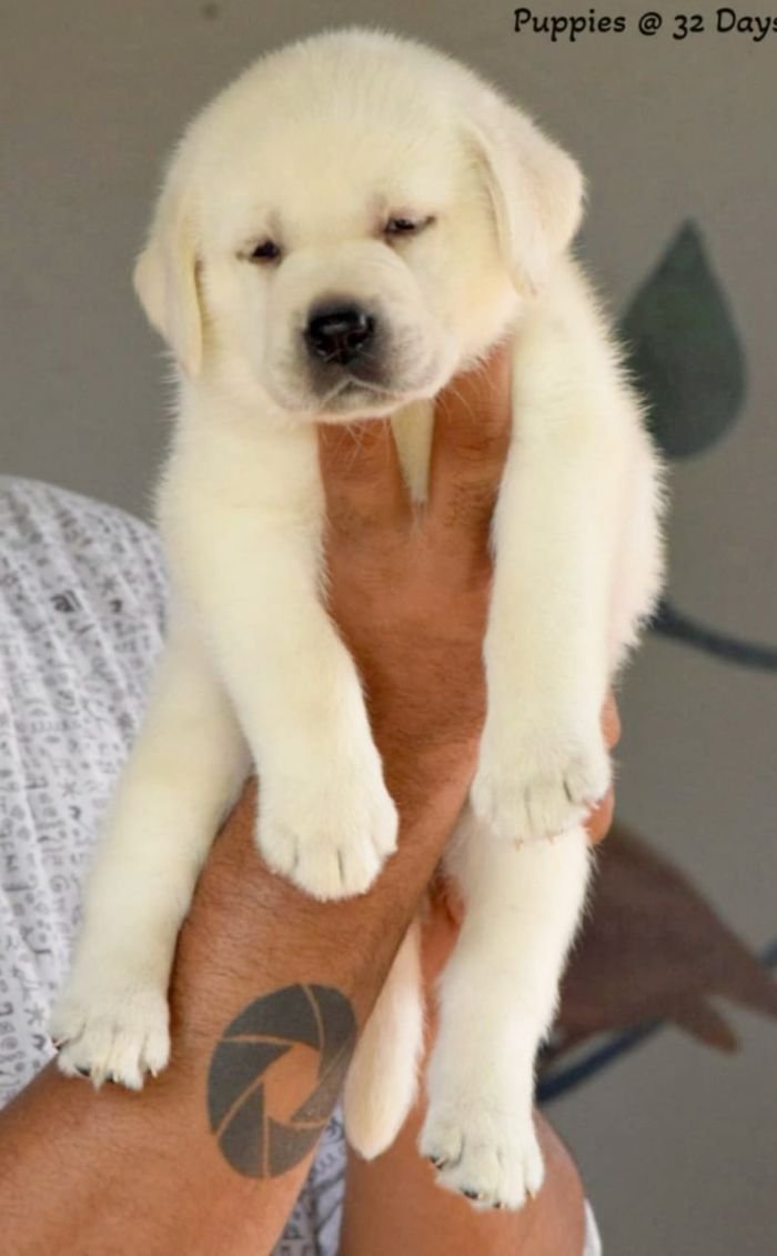 DogsIndia.com - Labrador Retriever - Apple Kennels - Karthikeyan