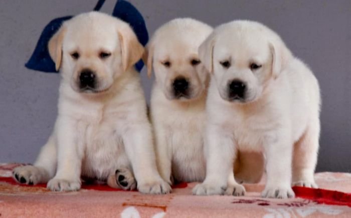 DogsIndia.com - Labrador Retriever - Apple Kennels - Karthikeyan