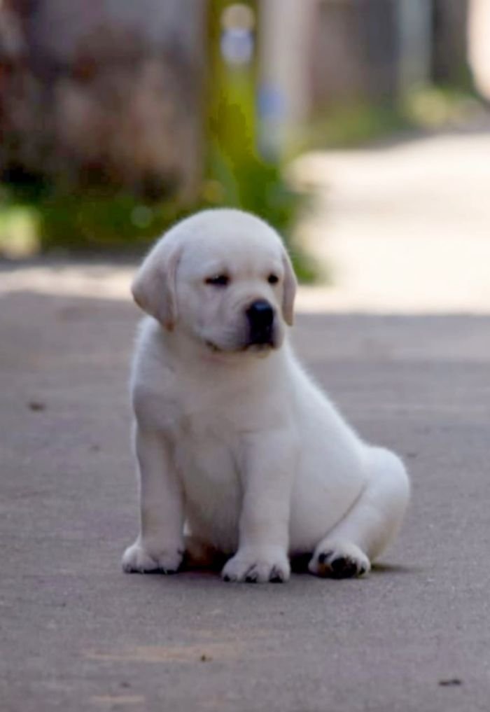 DogsIndia.com - Labrador Retriever - Apple Kennels - Karthikeyan