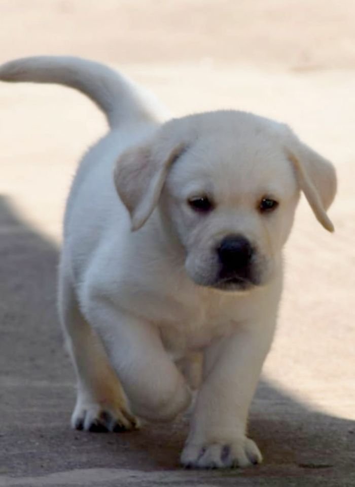 DogsIndia.com - Labrador Retriever - Apple Kennels - Karthikeyan