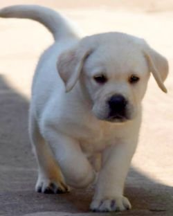 DogsIndia.com - Labrador Retriever - Apple Kennels - Karthikeyan