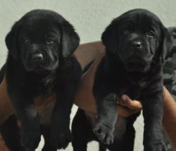 DogsIndia.com - Labrador Retriever - Apple Kennels - Karthikeyan