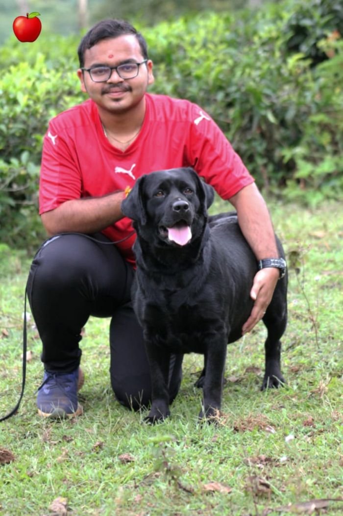 DogsIndia.com - Labrador Retriever - Apple Kennels - Karthikeyan