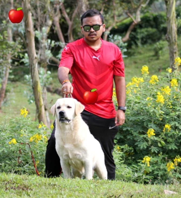 DogsIndia.com - Labrador Retriever - Apple Kennels - Karthikeyan