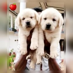 DogsIndia.com Labrador Retriever Apple Kennels