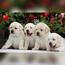 DogsIndia.com  Labrador Retriever  Apple Kennels