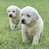 DogsIndia.com - Labrador Retriever - Arun Karthick - Signaturestacks Kennel
