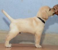 DogsIndia.com - Labrador Retriever - Dr.Atanu