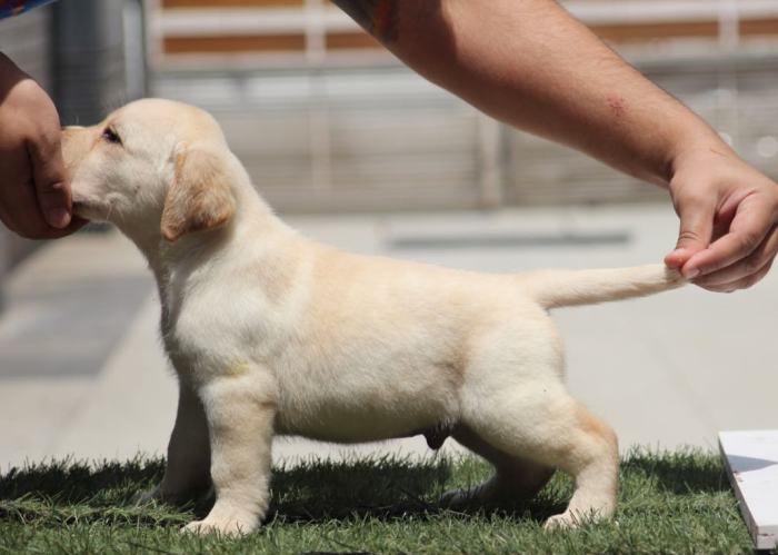 DogsIndia.com - Labrador Retriever - Impeccable Kennels - Balkaram