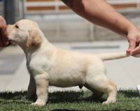 DogsIndia.com - Labrador Retriever - Impeccable Kennels - Balkaram
