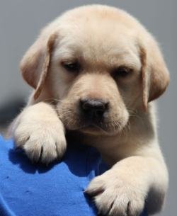 DogsIndia.com - Labrador Retriever - Impeccable Kennels - Balkaram