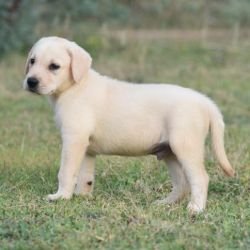 DogsIndia.com Labrador Retriever Balken Kennels