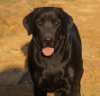 DogsIndia.com - Labrador Retriever - Barking House Kennel - Vincent