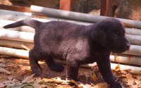 DogsIndia.com - Labrador Retriever - Barking House Kennel - Vincent