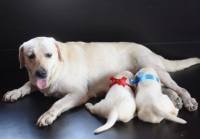 DogsIndia.com - Labrador Retriever - Magic Wolves - Brijesh