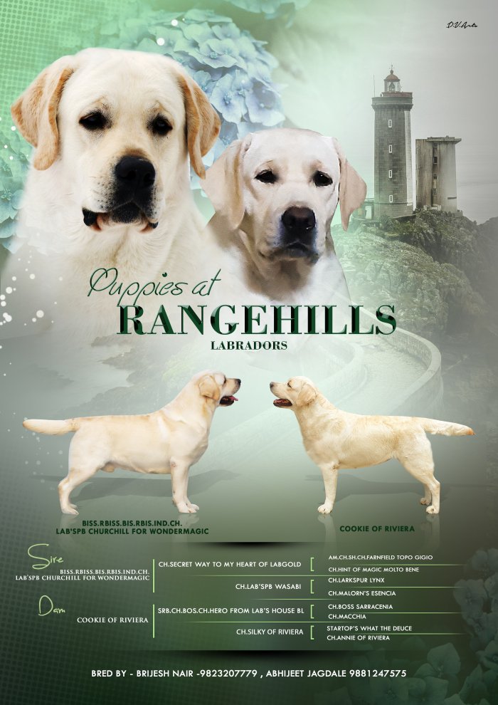 DogsIndia.com - Labrador Retriever - Rangehill Labradors - Brijesh