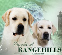 DogsIndia.com - Labrador Retriever - Rangehill Labradors - Brijesh