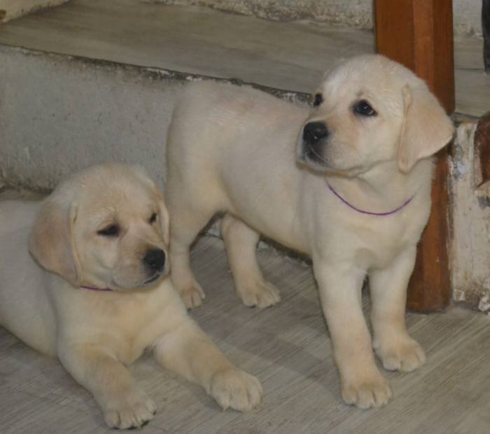 DogsIndia.com - Labrador Retriever - Rangehill Labradors - Brijesh