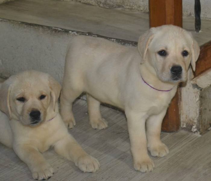 DogsIndia.com - Labrador Retriever - Rangehill Labradors - Brijesh