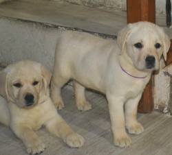 DogsIndia.com - Labrador Retriever - Rangehill Labradors - Brijesh