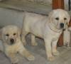 DogsIndia.com - Labrador Retriever - Rangehill Labradors - Brijesh