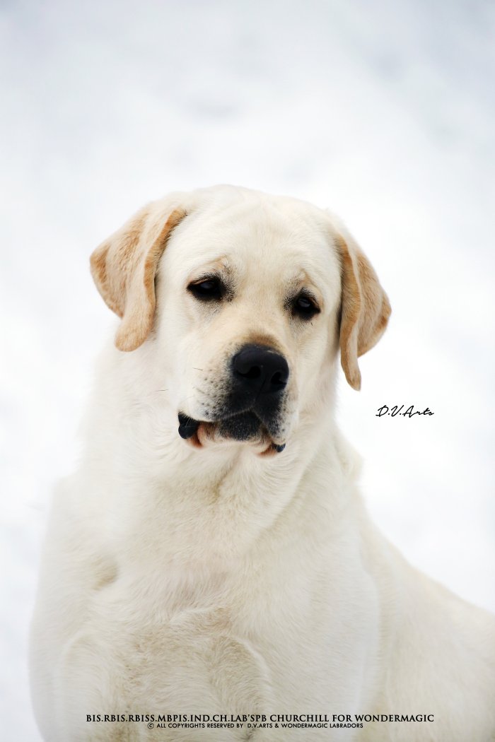 DogsIndia.com - Labrador Retriever - Rangehill Labradors - Brijesh