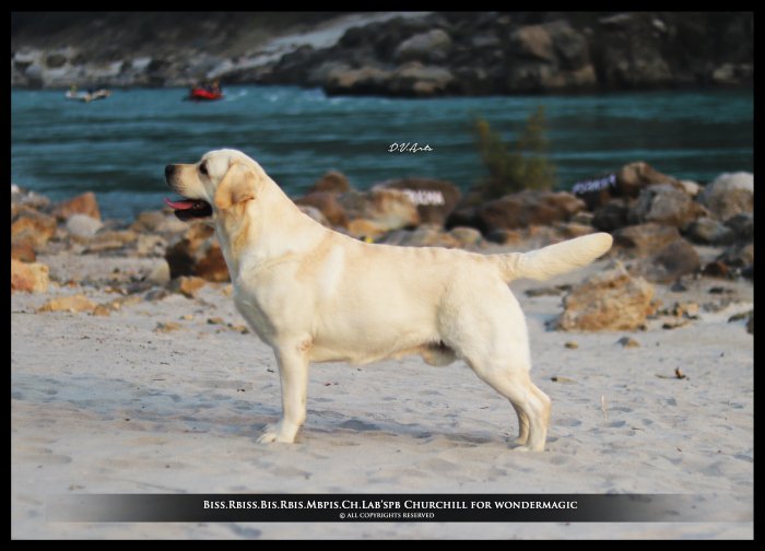 DogsIndia.com - Labrador Retriever - Rangehill Labradors - Brijesh