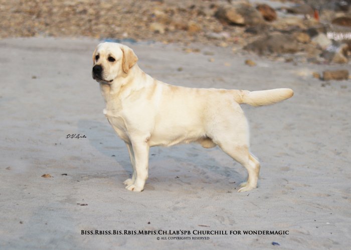 DogsIndia.com - Labrador Retriever - Rangehill Labradors - Brijesh