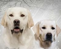 DogsIndia.com - Labrador Retriever - Rangehill Labradors - Brijesh