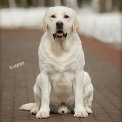 DogsIndia.com - Labrador Retriever - Rangehill Labradors - Brijesh