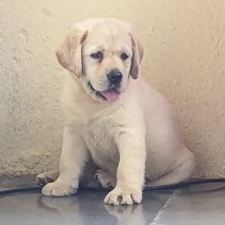 DogsIndia.com Labrador Retriever Rangehill Labradors Brijesh