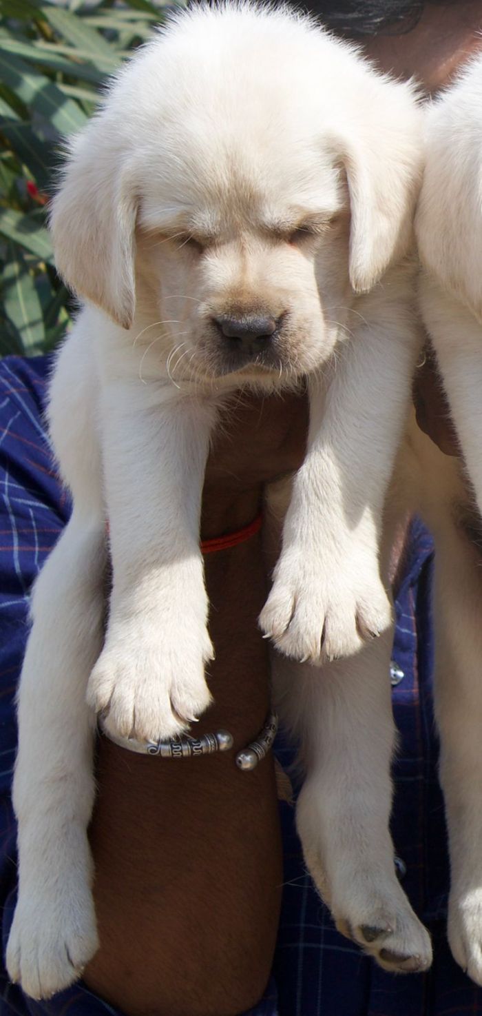 DogsIndia.com - Labrador Retriever - Crossfield's