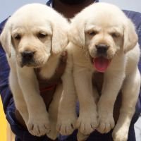 DogsIndia.com - Labrador Retriever - Crossfield's