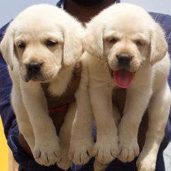 DogsIndia.com - Labrador Retriever - Crossfield's