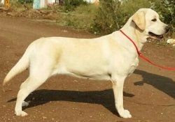 DogsIndia.com - Labrador Retriever - Deepak Suskar